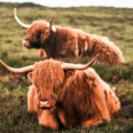 Highland Cow