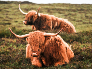 Highland Cow